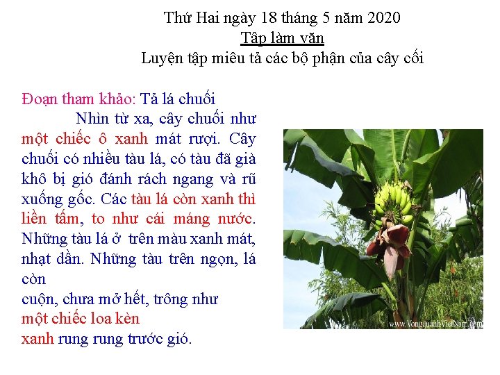 Thứ Hai ngày 18 tháng 5 năm 2020 Tập làm văn Luyện tập miêu