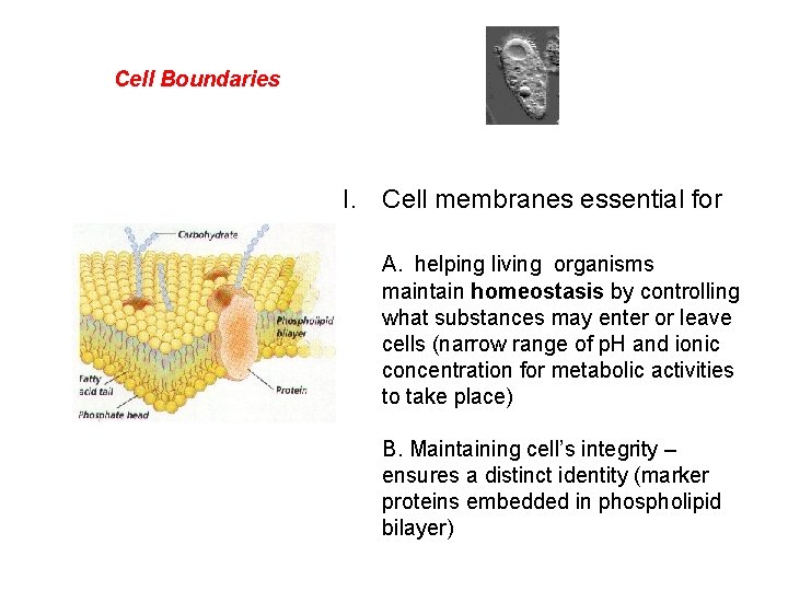 Cell Boundaries I Cell membranes essential for A
