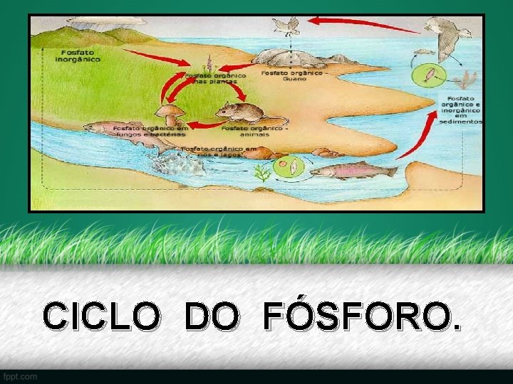 CICLO DO FÓSFORO. 