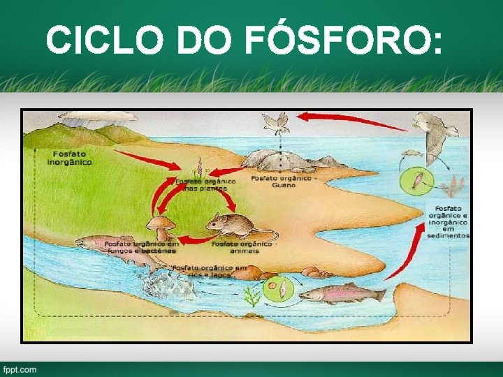 CICLO DO FÓSFORO: 