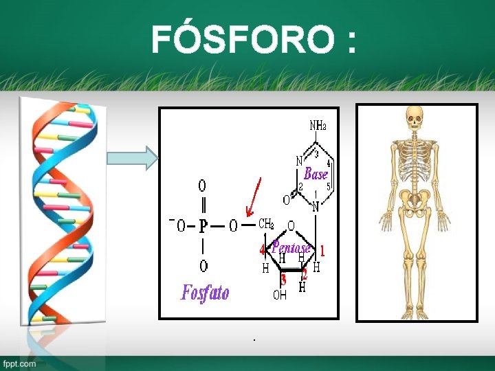 FÓSFORO : . 