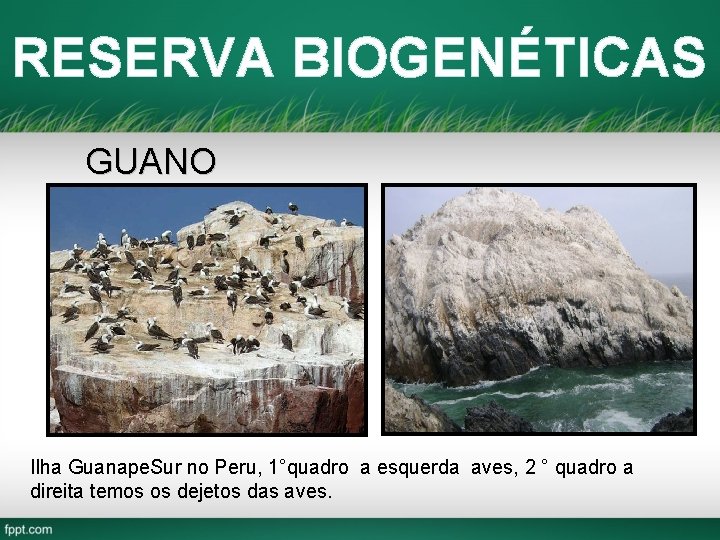 RESERVA BIOGENÉTICAS GUANO Ilha Guanape. Sur no Peru, 1°quadro a esquerda aves, 2 °