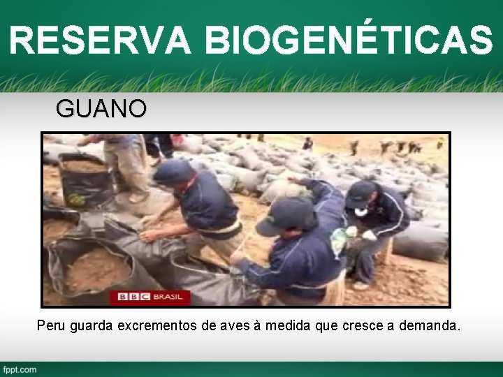 RESERVA BIOGENÉTICAS GUANO Peru guarda excrementos de aves à medida que cresce a demanda.