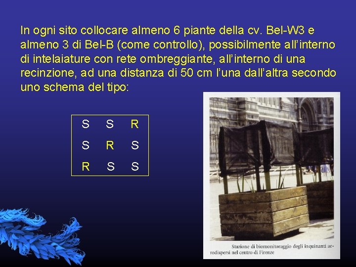 In ogni sito collocare almeno 6 piante della cv. Bel-W 3 e almeno 3
