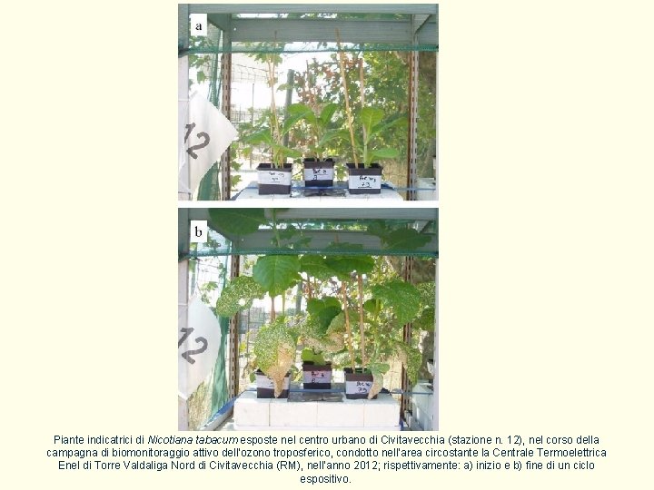 Piante indicatrici di Nicotiana tabacum esposte nel centro urbano di Civitavecchia (stazione n. 12),