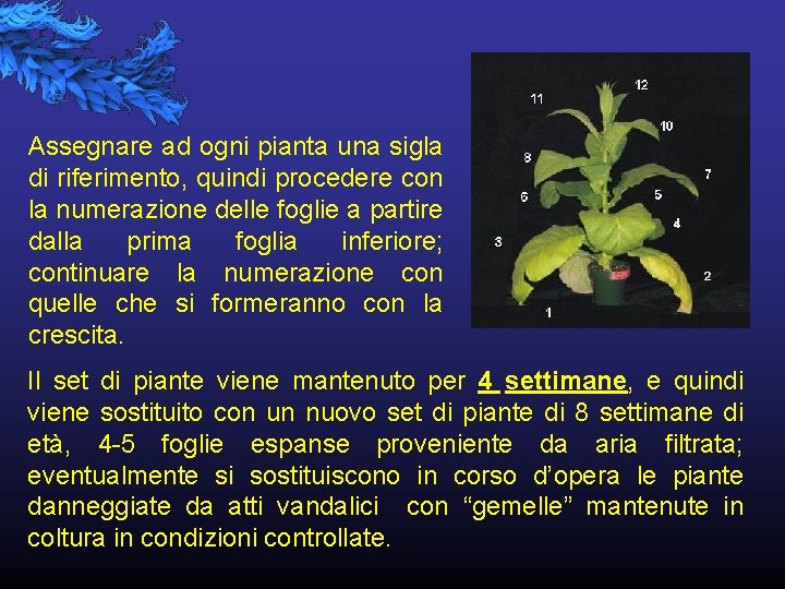 Assegnare ad ogni pianta una sigla di riferimento, quindi procedere con la numerazione delle