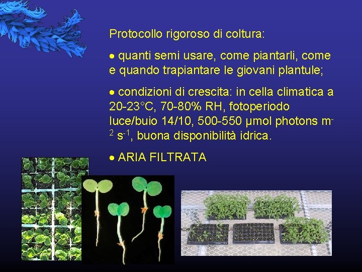Protocollo rigoroso di coltura: quanti semi usare, come piantarli, come e quando trapiantare le