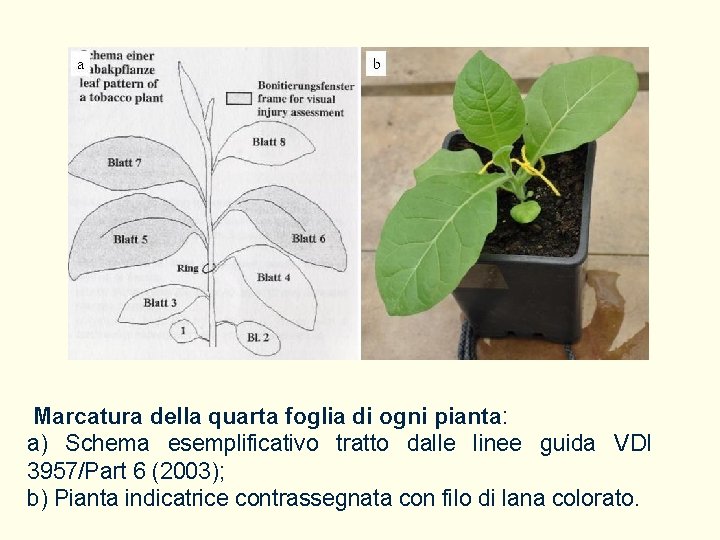 Marcatura della quarta foglia di ogni pianta: a) Schema esemplificativo tratto dalle linee guida