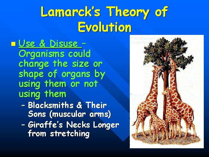 Lamarck’s Theory of Evolution n Use & Disuse – Organisms could change the size