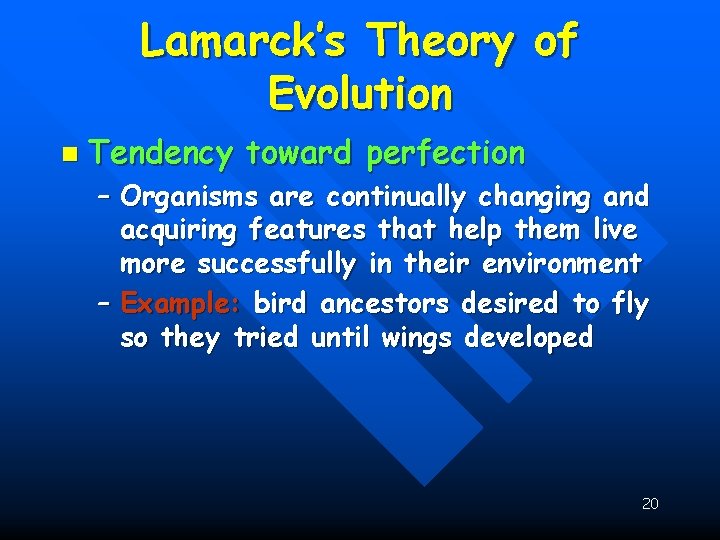 Lamarck’s Theory of Evolution n Tendency toward perfection – Organisms are continually changing and