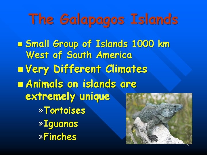 The Galapagos Islands n Small Group of Islands 1000 km West of South America