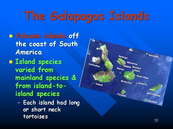 The Galapagos Islands n n Volcanic islands off the coast of South America Island