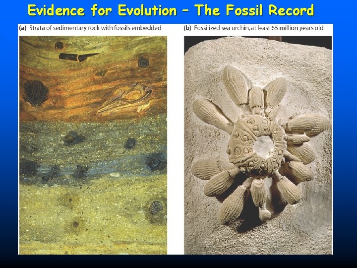 Evidence for Evolution – The Fossil Record 37 