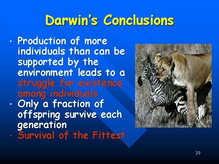 Darwin’s Conclusions • • • Production of more individuals than can be supported by