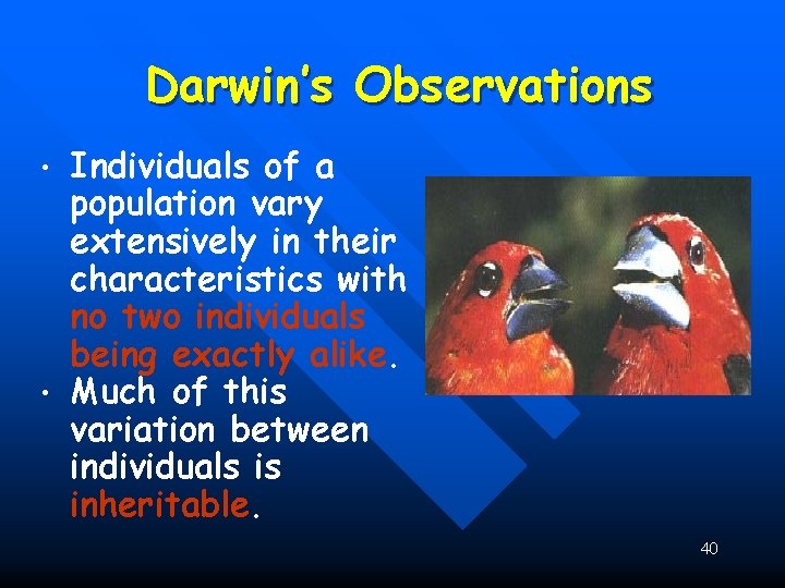 Darwin’s Observations • • Individuals of a population vary extensively in their characteristics with