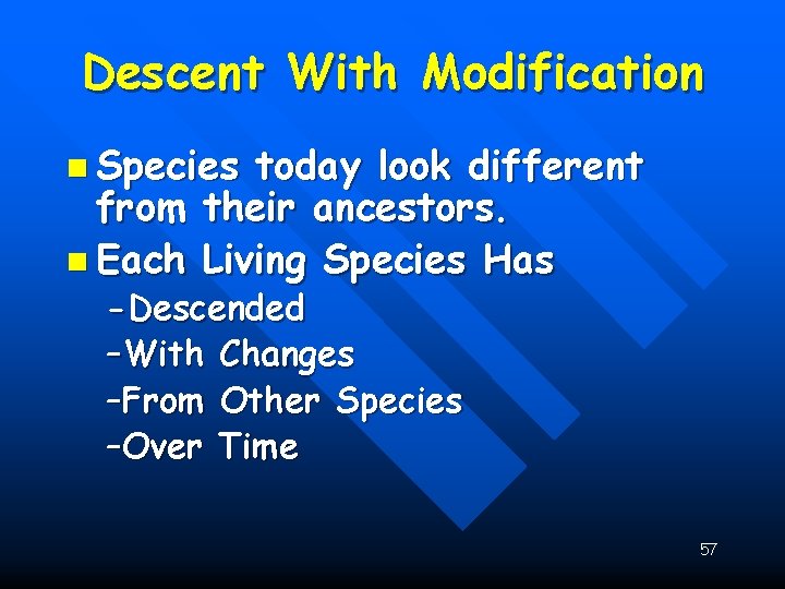 Descent With Modification n Species today look different from their ancestors. n Each Living
