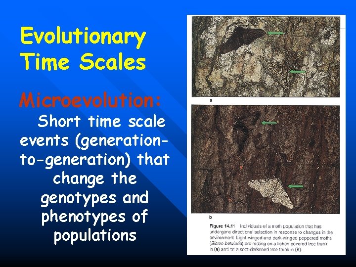 Evolutionary Time Scales Microevolution: Short time scale events (generationto-generation) that change the genotypes and