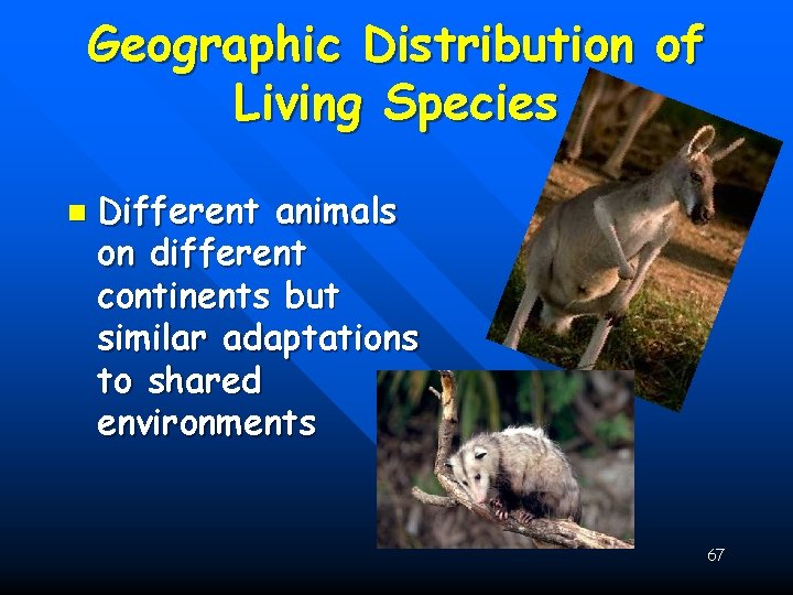 Geographic Distribution of Living Species n Different animals on different continents but similar adaptations