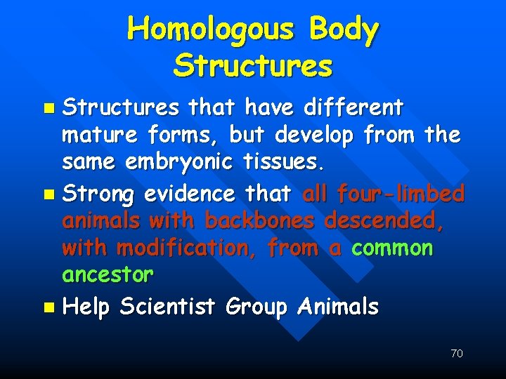 Homologous Body Structures that have different mature forms, but develop from the same embryonic