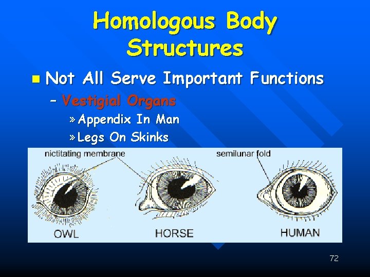 Homologous Body Structures n Not All Serve Important Functions – Vestigial Organs » Appendix