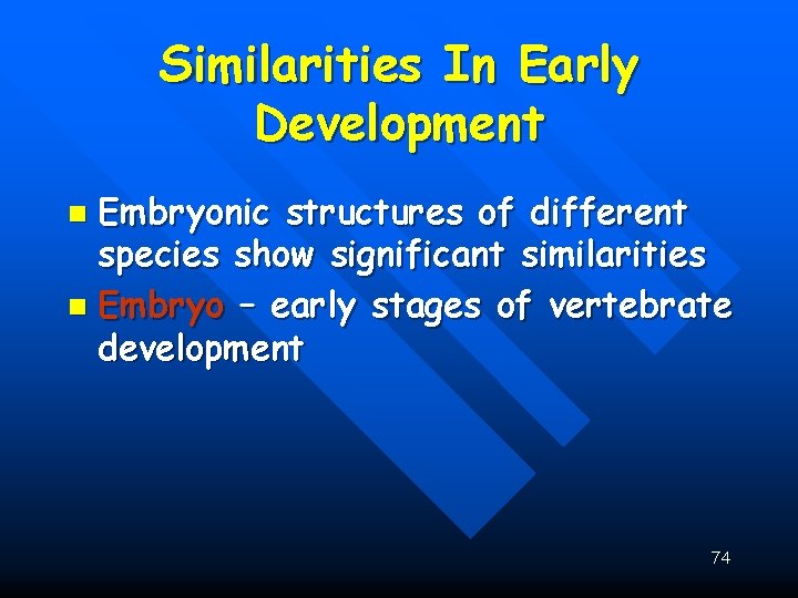 Similarities In Early Development Embryonic structures of different species show significant similarities n Embryo