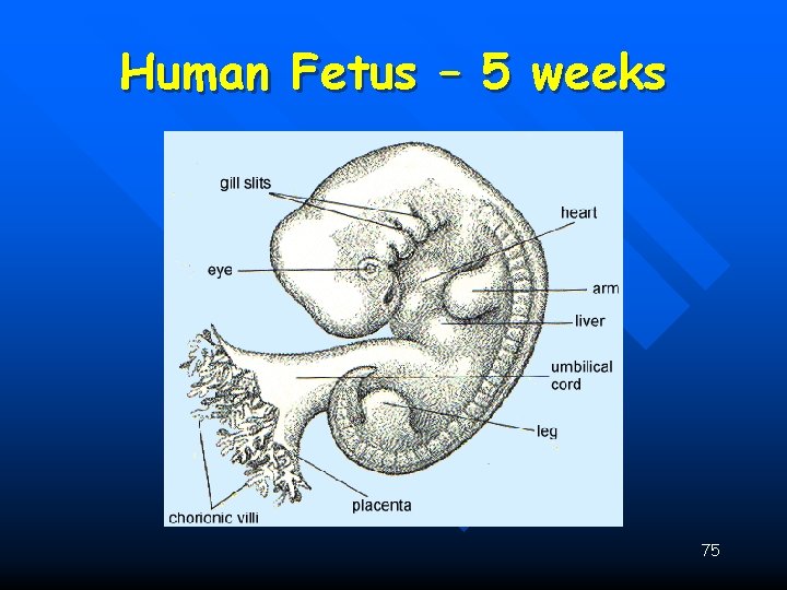 Human Fetus – 5 weeks 75 