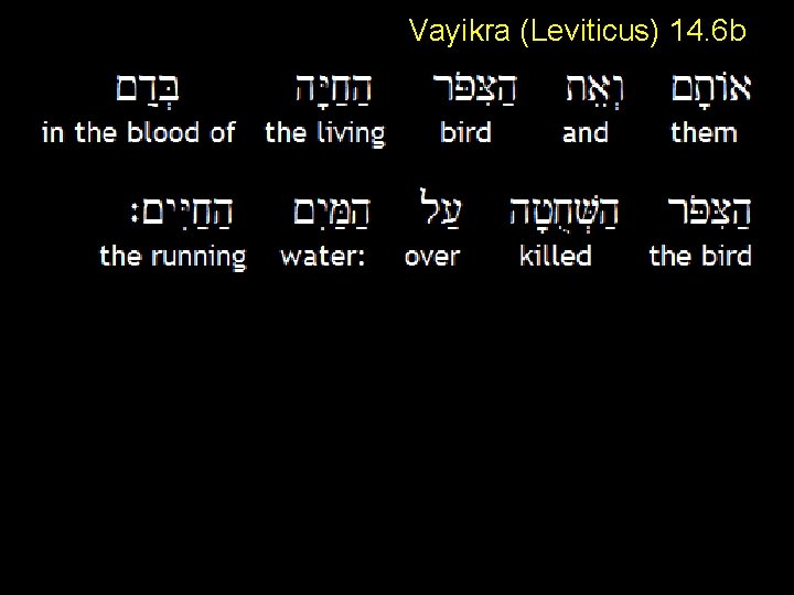 Vayikra (Leviticus) 14. 6 b 