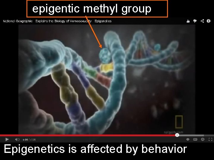 epigentic methyl group Epigenetics is affected by behavior. 