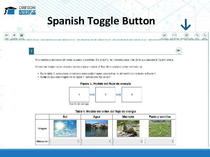 Spanish Toggle Button ↓ 
