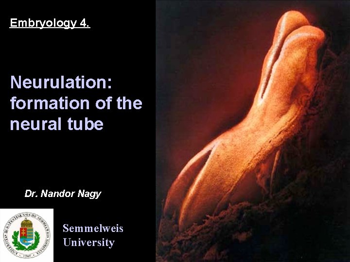 Embryology 4. Neurulation: formation of the neural tube Dr. Nandor Nagy Semmelweis University 