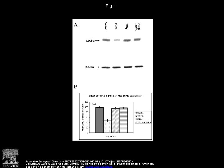 Fig. 1 Journal of Biological Chemistry 2003 27820338 -20344 DOI: (10. 1074/jbc. M 301886200)