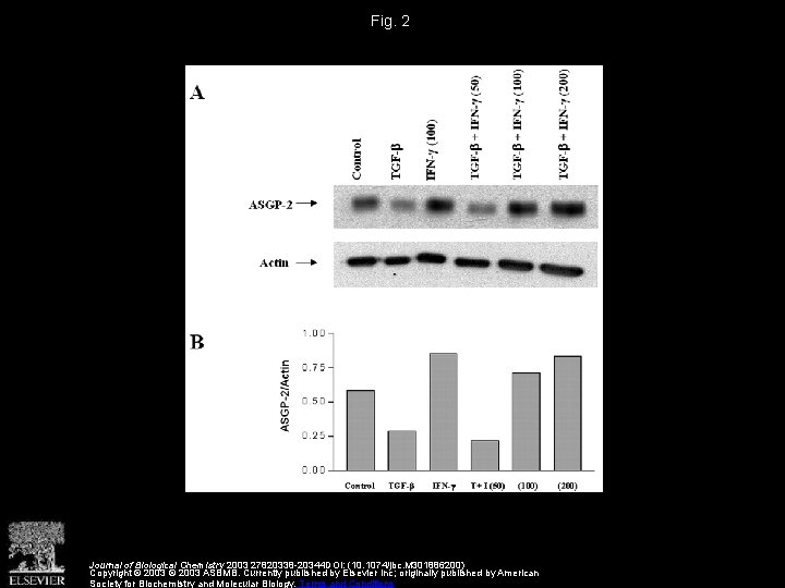 Fig. 2 Journal of Biological Chemistry 2003 27820338 -20344 DOI: (10. 1074/jbc. M 301886200)