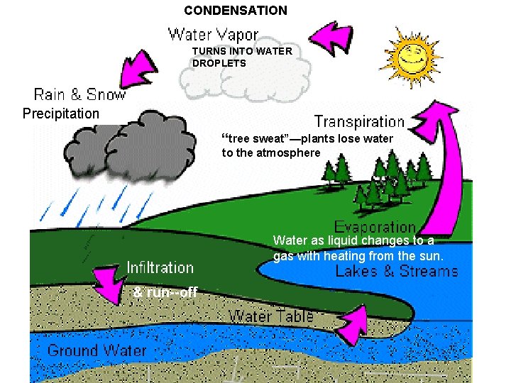 CONDENSATION TURNS INTO WATER DROPLETS Precipitation “tree sweat”—plants lose water to the atmosphere Water