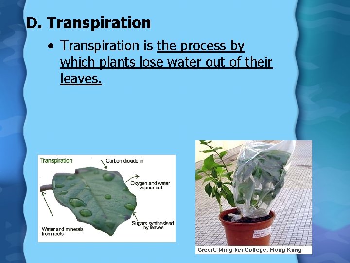 D. Transpiration • Transpiration is the process by which plants lose water out of