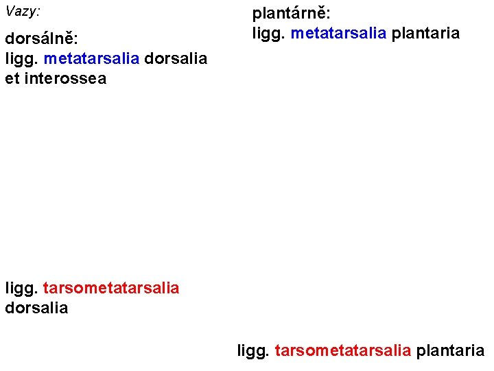 Vazy: dorsálně: ligg. metatarsalia dorsalia et interossea plantárně: ligg. metatarsalia plantaria ligg. tarsometatarsalia dorsalia