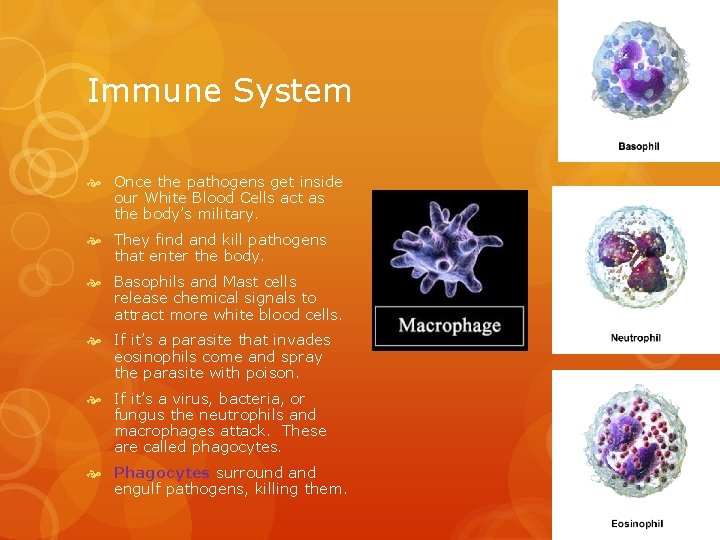 Immune System Once the pathogens get inside our White Blood Cells act as the