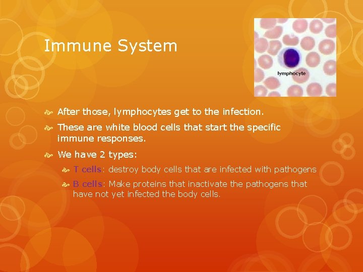 Immune System After those, lymphocytes get to the infection. These are white blood cells