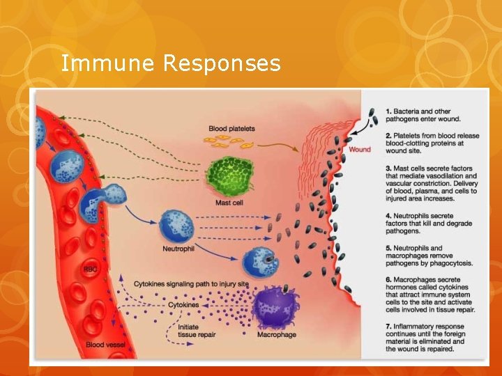 Immune Responses 