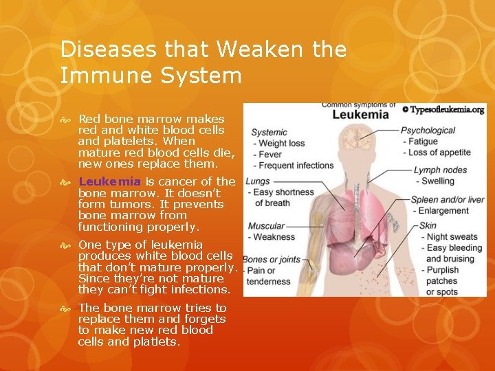 Diseases that Weaken the Immune System Red bone marrow makes red and white blood