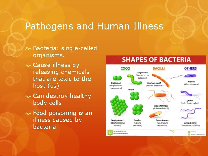Pathogens and Human Illness Bacteria: single-celled organisms. Cause illness by releasing chemicals that are