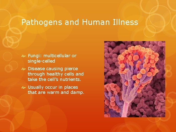 Pathogens and Human Illness Fungi: multicellular or single-celled Disease causing pierce through healthy cells