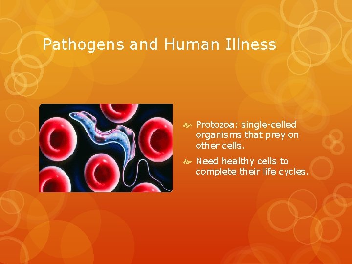 Pathogens and Human Illness Protozoa: single-celled organisms that prey on other cells. Need healthy