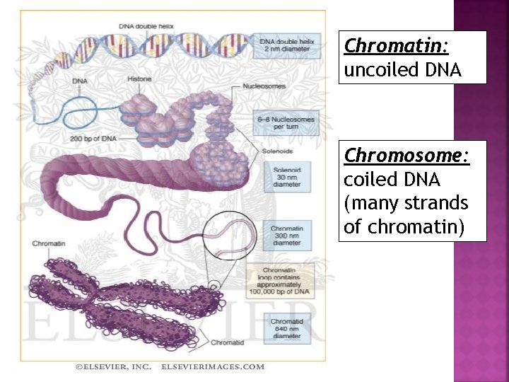 Chromatin: uncoiled DNA Chromosome: coiled DNA (many strands of chromatin) 
