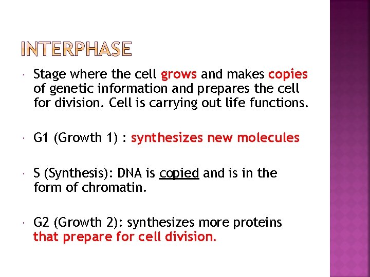 Stage where the cell grows and makes copies of genetic information and prepares