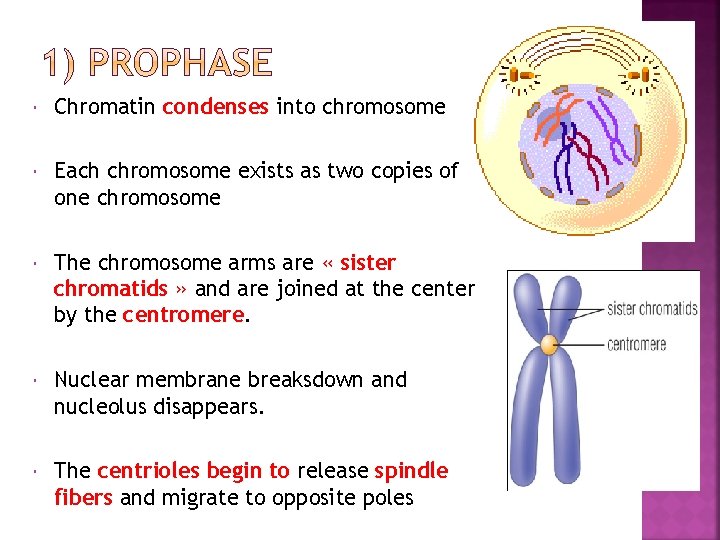  Chromatin condenses into chromosome Each chromosome exists as two copies of one chromosome