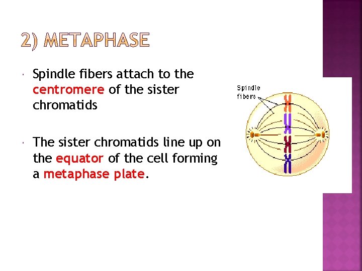  Spindle fibers attach to the centromere of the sister chromatids The sister chromatids