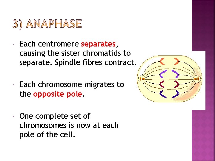  Each centromere separates, causing the sister chromatids to separate. Spindle fibres contract. Each