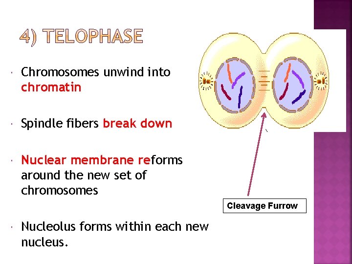  Chromosomes unwind into chromatin Spindle fibers break down Nuclear membrane reforms around the