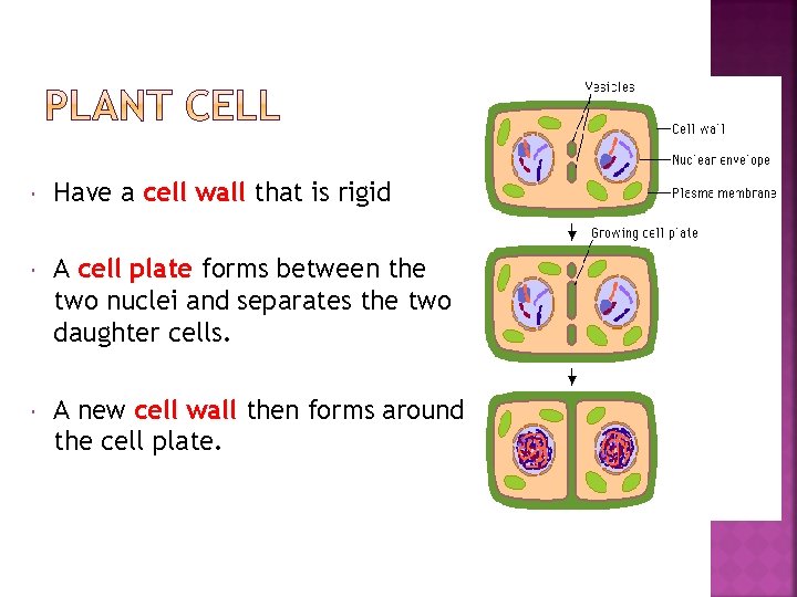  Have a cell wall that is rigid A cell plate forms between the