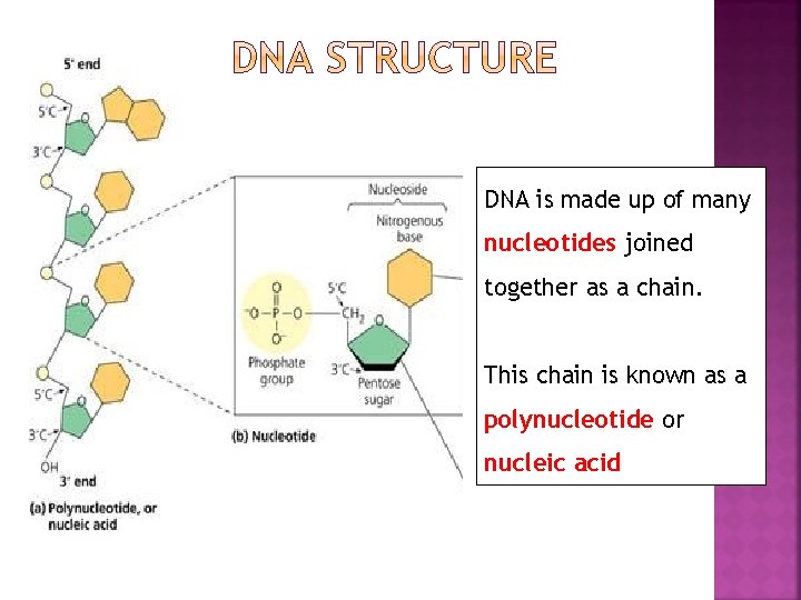 DNA is made up of many nucleotides joined together as a chain. This chain